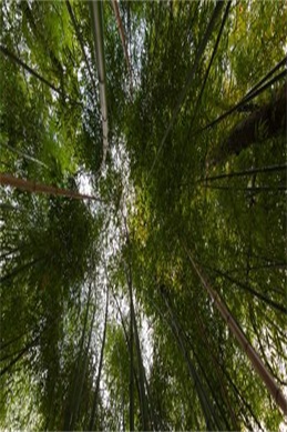 巴不得爸爸粤语超清在线观看-想找粤语版超清《巴不得爸爸
