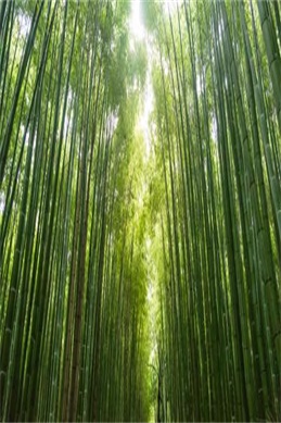 盗墓笔记藏海花小说-藏海花是盗墓笔记前传吗